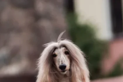 Afghan-Hound-Price