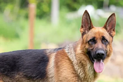 German-Shepherd-dog-Alsatian