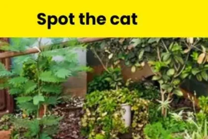 spot-the-cat-in-garden